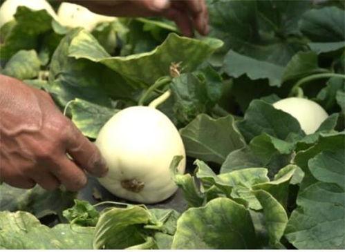 济宁吃瓜金乡网红,揭秘金乡美食与网络传播的魅力”